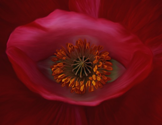 Poppy's Eye Macro Photograph by Barbara St. Jean